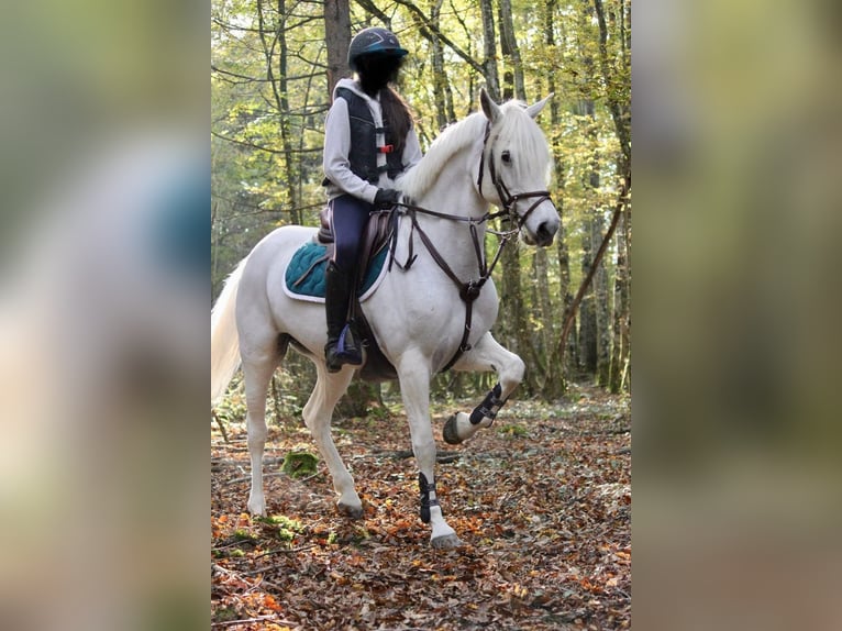 Connemara Giumenta 12 Anni 149 cm Grigio in Habère-Poche