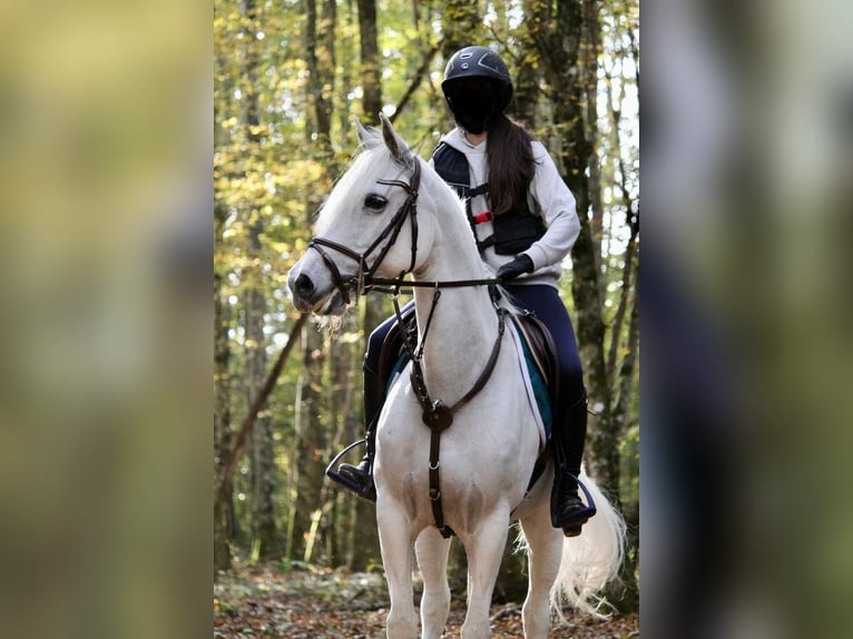 Connemara Giumenta 12 Anni 149 cm Grigio in Habère-Poche