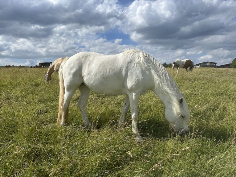 Connemara Giumenta 12 Anni 150 cm Grigio in Auenwald