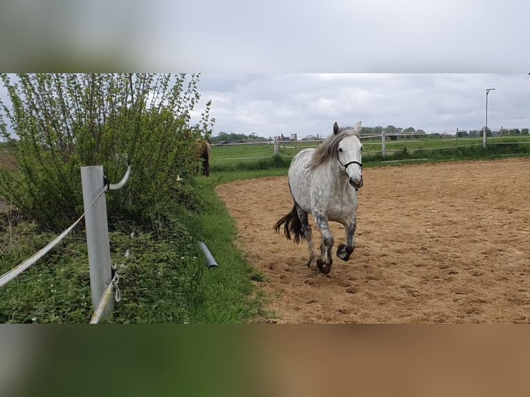 Connemara Mix Giumenta 12 Anni 151 cm Grigio pezzato in Kerken