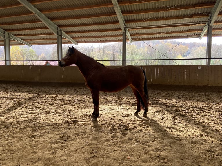 Connemara Giumenta 12 Anni 153 cm Baio in Bad Wünnenberg