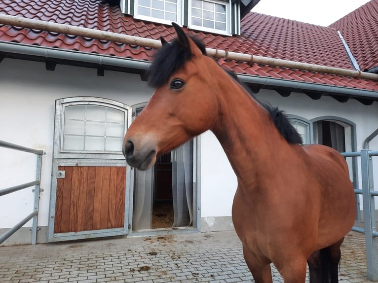 Connemara Giumenta 12 Anni 153 cm Baio in Bad Wünnenberg