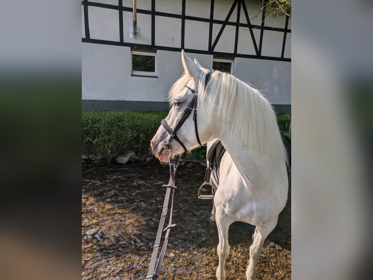 Connemara Mix Giumenta 12 Anni 153 cm Grigio in Eslohe