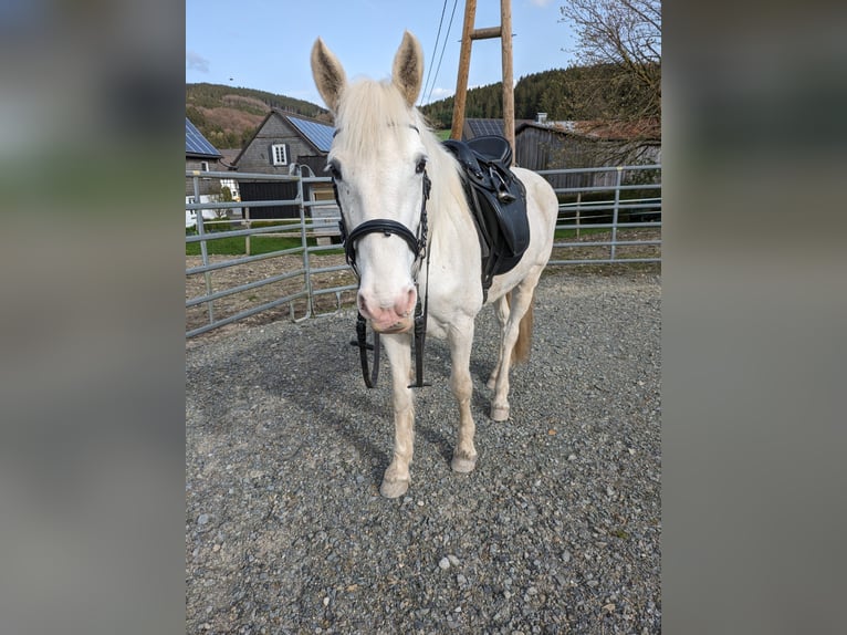 Connemara Mix Giumenta 12 Anni 153 cm Grigio in Eslohe