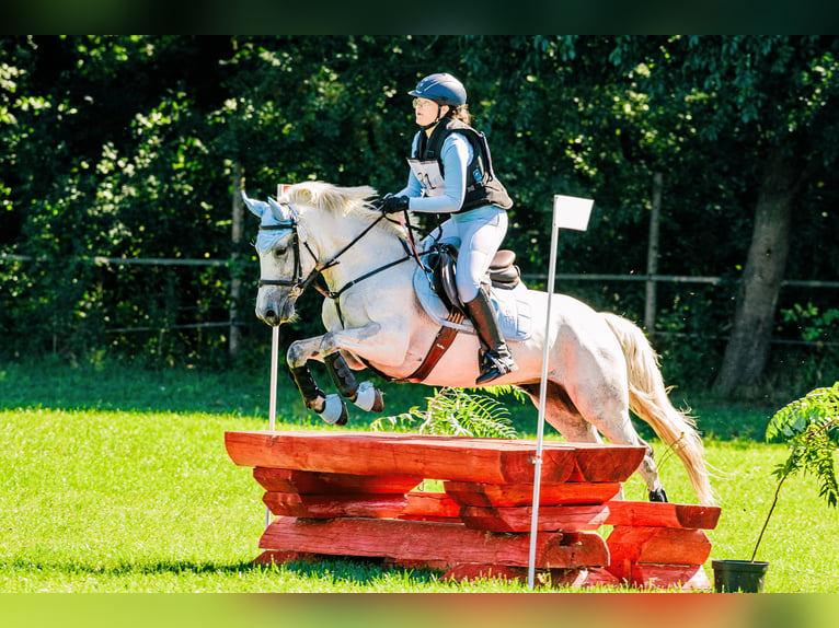 Connemara Giumenta 13 Anni 144 cm Grigio in Alwernia