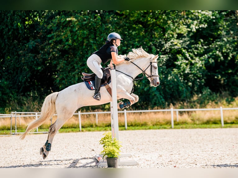 Connemara Giumenta 13 Anni 144 cm Grigio in Alwernia