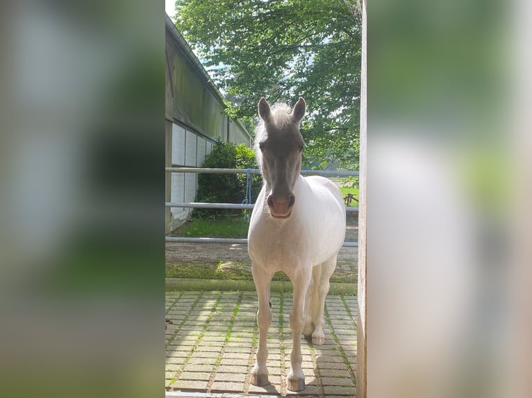 Connemara Giumenta 13 Anni 144 cm Grigio in Münster