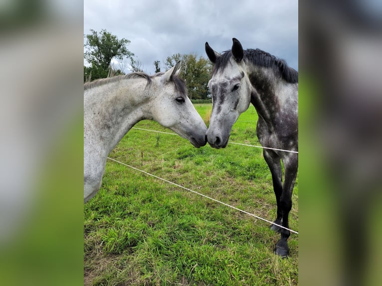 Connemara Giumenta 13 Anni 146 cm Grigio pezzato in Schwielowsee