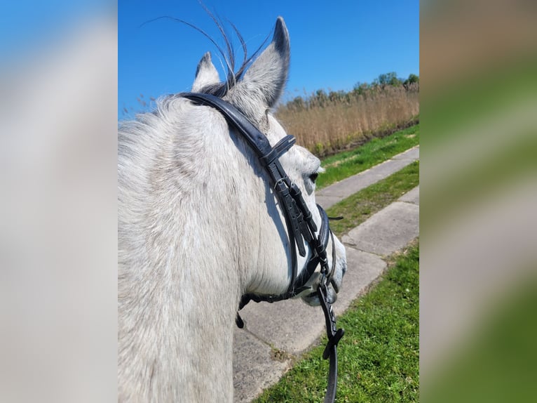 Connemara Giumenta 13 Anni 146 cm Grigio pezzato in Schwielowsee