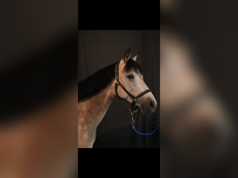Connemara Giumenta 13 Anni 147 cm Falbo in Cany barville