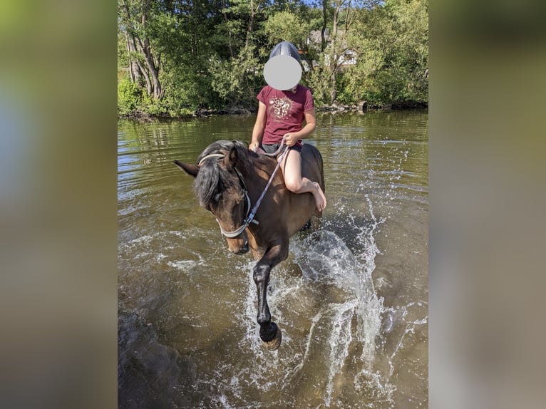 Connemara Giumenta 13 Anni 147 cm Falbo in Frankenberg (Eder)