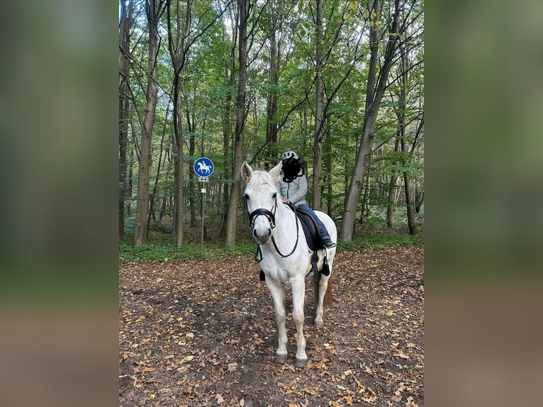 Connemara Giumenta 13 Anni 148 cm Grigio in Ammersbek