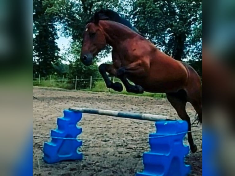 Connemara Mix Giumenta 13 Anni 151 cm Baio in Weener