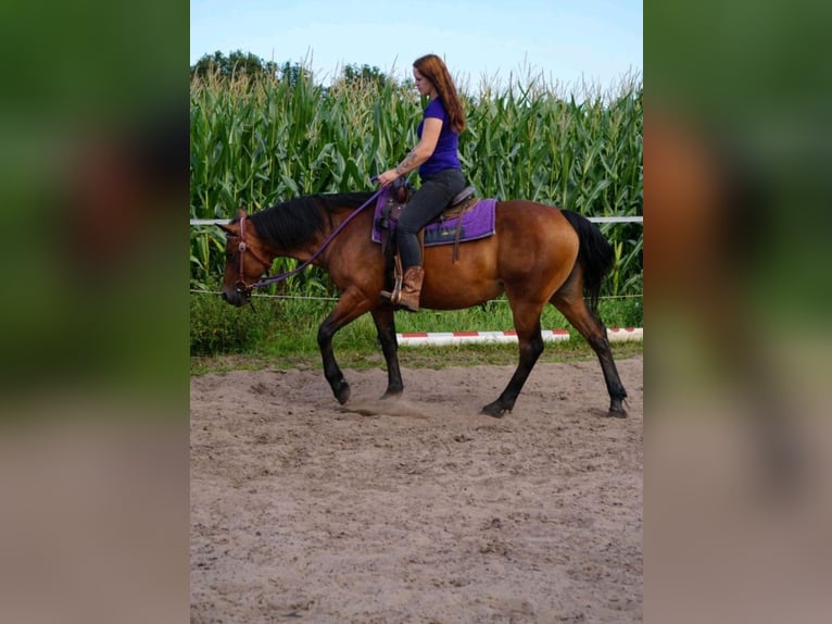 Connemara Mix Giumenta 13 Anni 151 cm Baio in Weener