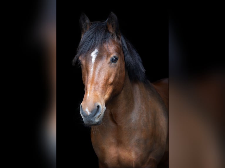 Connemara Giumenta 13 Anni 153 cm Baio in Düsseldorf