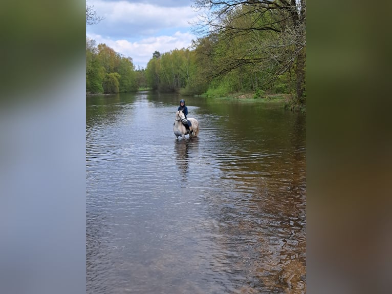 Connemara Mix Giumenta 13 Anni 153 cm Grigio trotinato in Bleckede