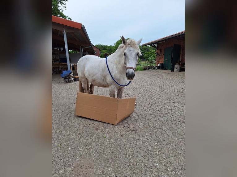 Connemara Mix Giumenta 13 Anni 153 cm Grigio trotinato in Bleckede