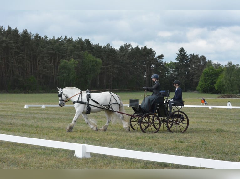 Connemara Mix Giumenta 13 Anni 153 cm Grigio trotinato in Bleckede