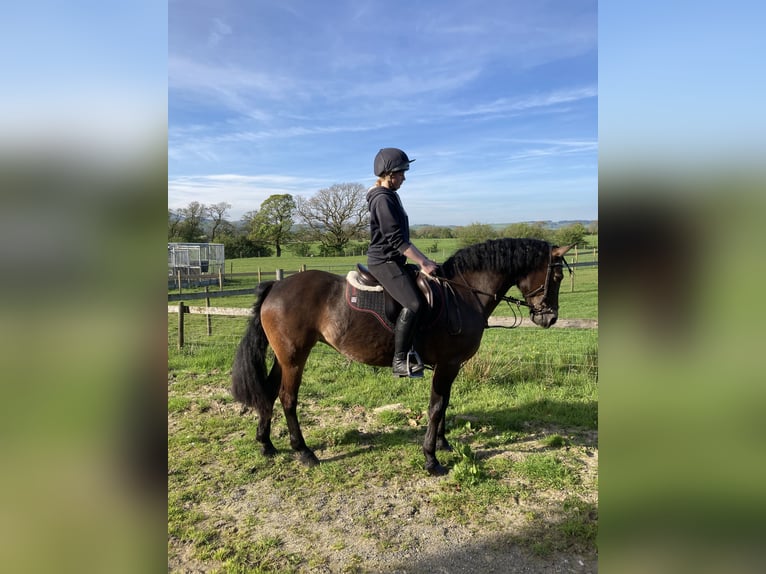 Connemara Giumenta 13 Anni Baio ciliegia in Lancashire