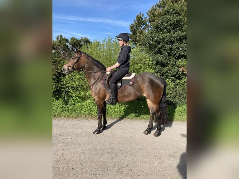 Connemara Giumenta 13 Anni Baio ciliegia in Lancashire