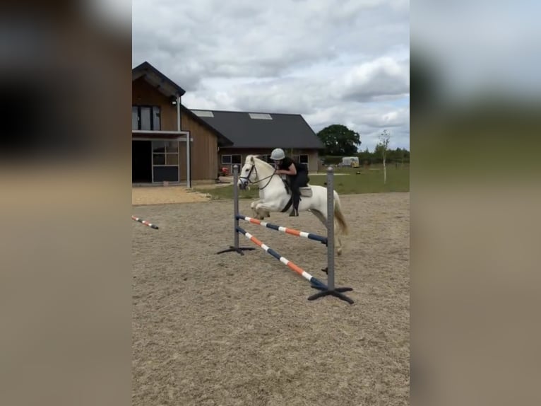 Connemara Giumenta 14 Anni 134 cm Grigio in Cheveley
