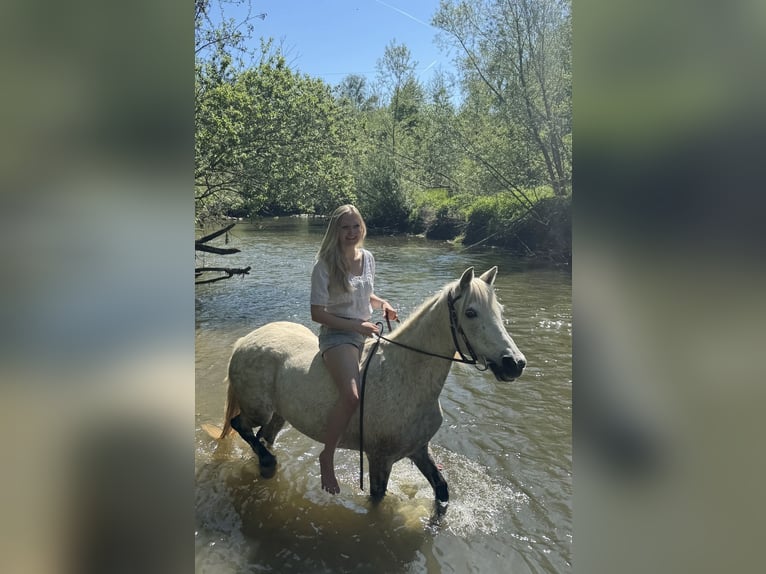 Connemara Mix Giumenta 14 Anni 135 cm Grigio in Frankfurt am Main