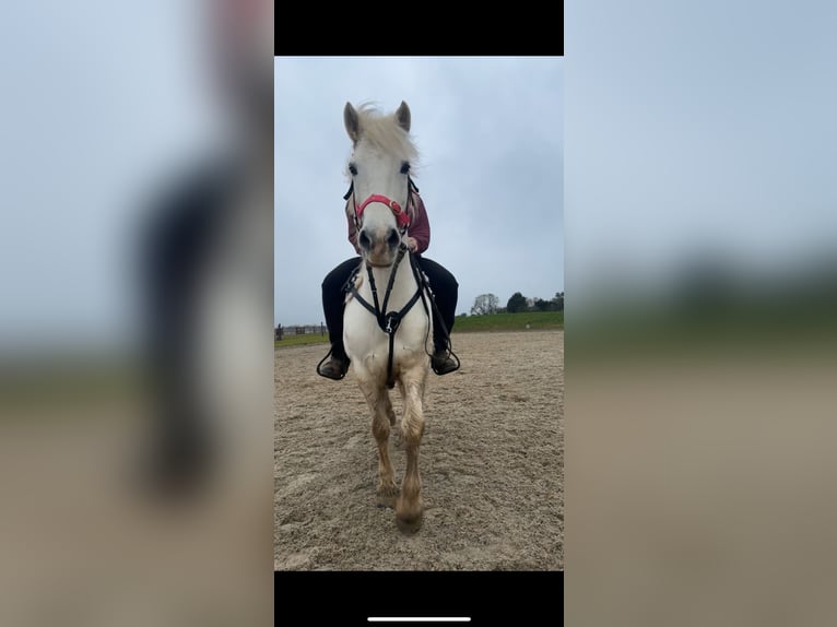 Connemara Giumenta 14 Anni 137 cm Grigio in Newmarket