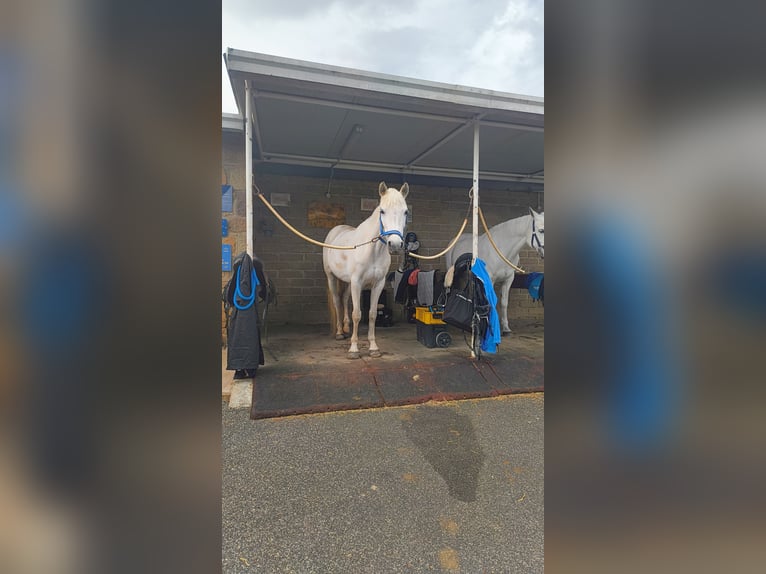 Connemara Giumenta 14 Anni 142 cm Grigio in Palestrina