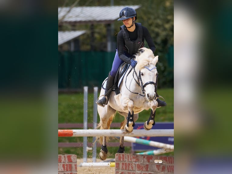 Connemara Giumenta 14 Anni 142 cm Grigio in Palestrina
