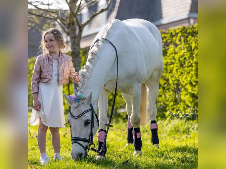 Connemara Giumenta 14 Anni 143 cm Grigio in Brugge