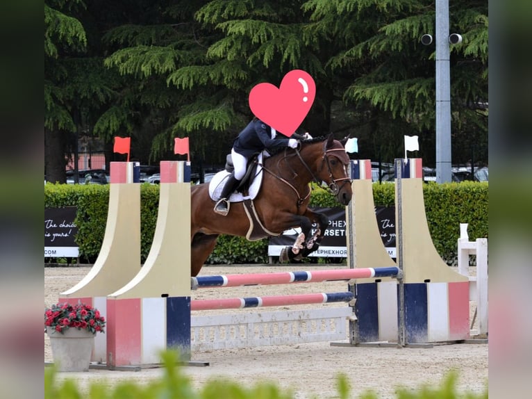 Connemara Giumenta 14 Anni 148 cm Baio scuro in Albuzzano