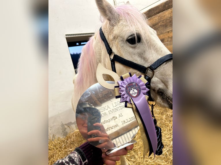 Connemara Giumenta 14 Anni 148 cm Grigio trotinato in Lisberg