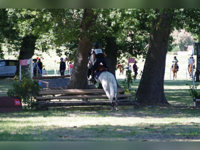 Connemara Giumenta 14 Anni 149 cm Grigio in Ravenna