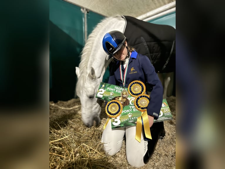 Connemara Giumenta 14 Anni 149 cm Grigio in Roma