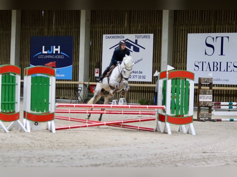 Connemara Giumenta 14 Anni 151 cm Leardo in Bogaarden