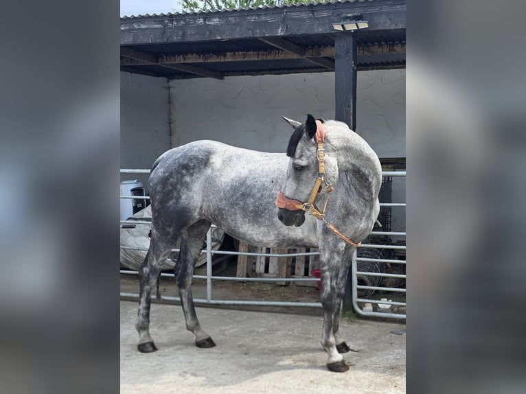 Connemara Giumenta 15 Anni 142 cm  in Armagh