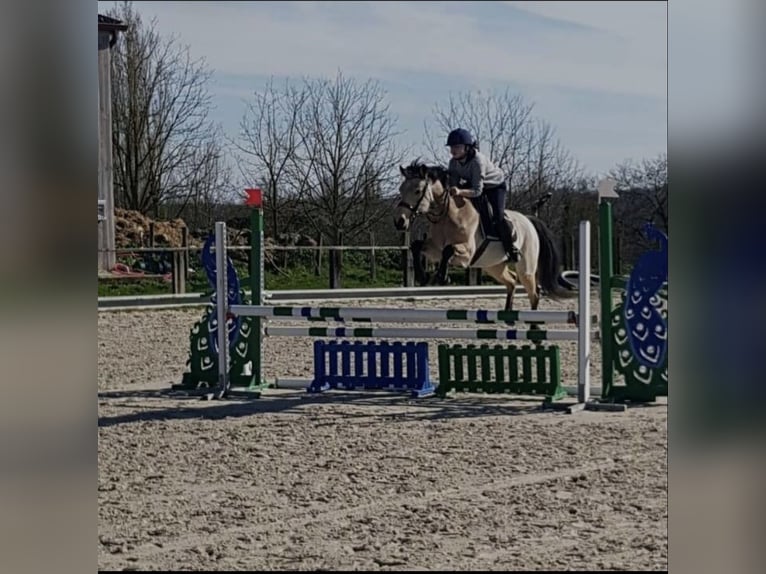 Connemara Giumenta 15 Anni 146 cm Falbo in Coulommiers