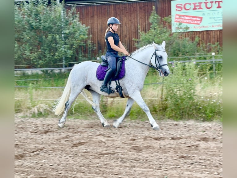 Connemara Giumenta 15 Anni 147 cm Grigio in Lisberg