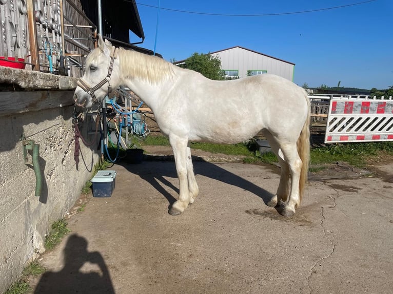 Connemara Giumenta 15 Anni 147 cm Grigio in Pentling