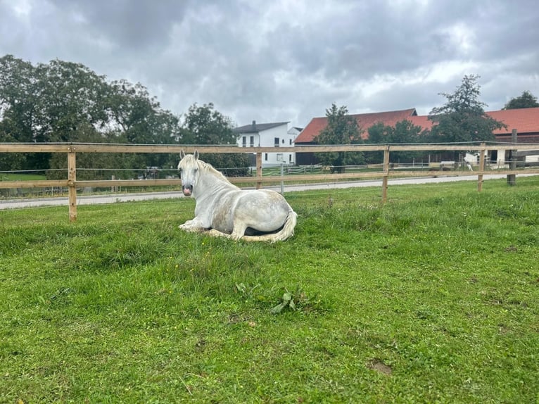 Connemara Giumenta 15 Anni 147 cm Grigio in Pentling