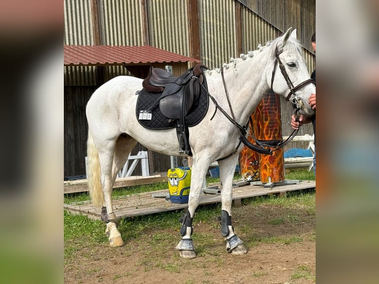 Connemara Giumenta 15 Anni 148 cm Grigio in Nördlingen