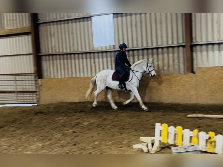 Connemara Giumenta 15 Anni 148 cm Grigio in Sligo