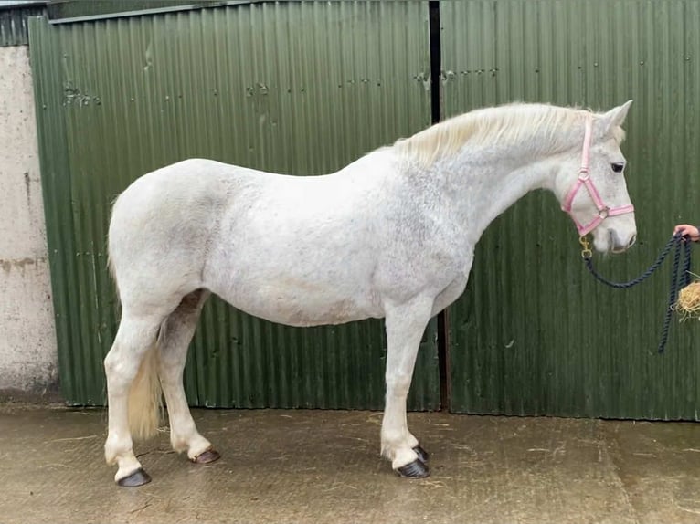Connemara Giumenta 15 Anni 148 cm Grigio in Sligo