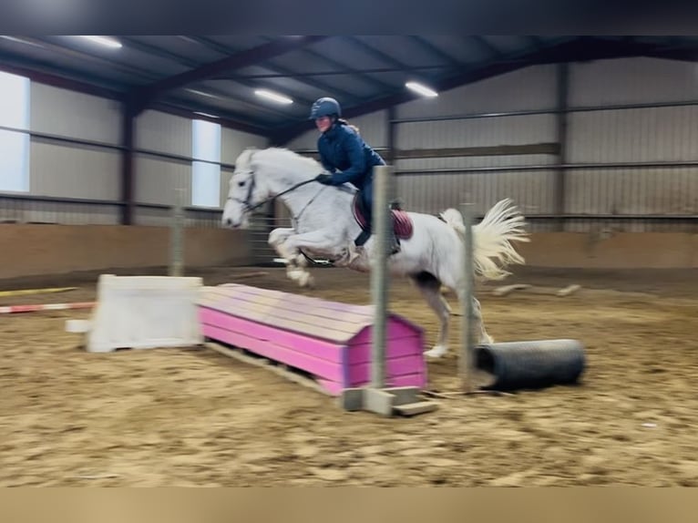 Connemara Giumenta 15 Anni 148 cm Grigio in Sligo