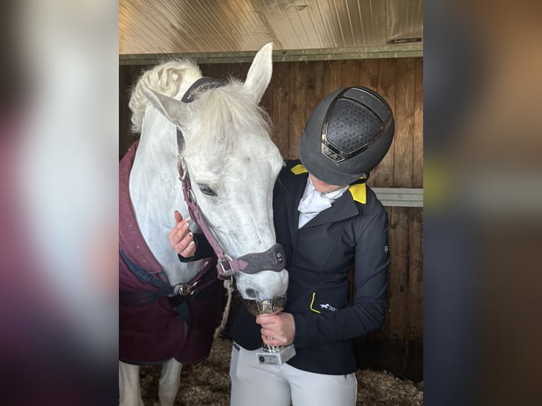 Connemara Giumenta 15 Anni 149 cm Grigio in Roma