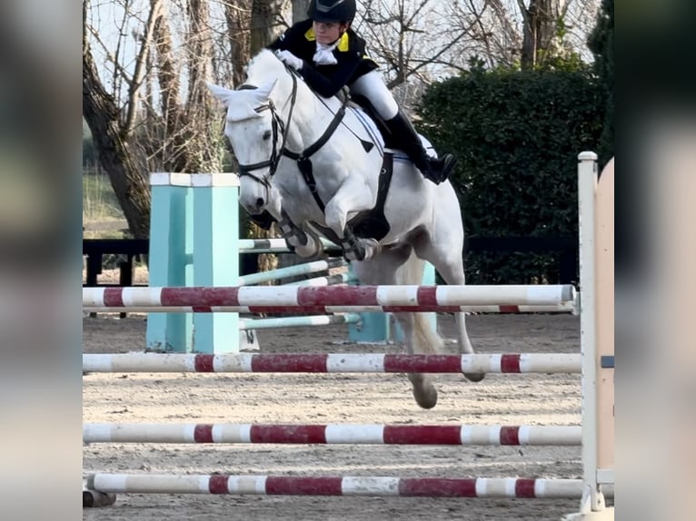 Connemara Giumenta 15 Anni 149 cm Grigio in Roma