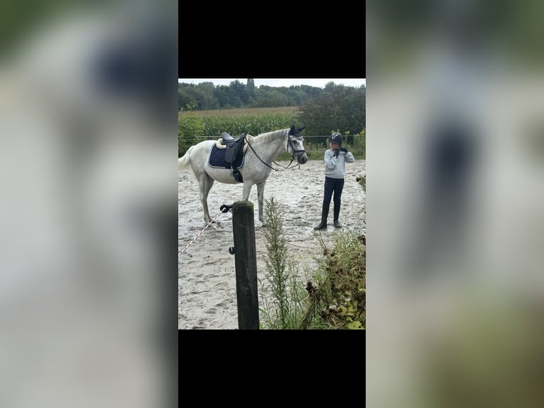 Connemara Giumenta 15 Anni 150 cm Grigio trotinato in DortmundDortmund