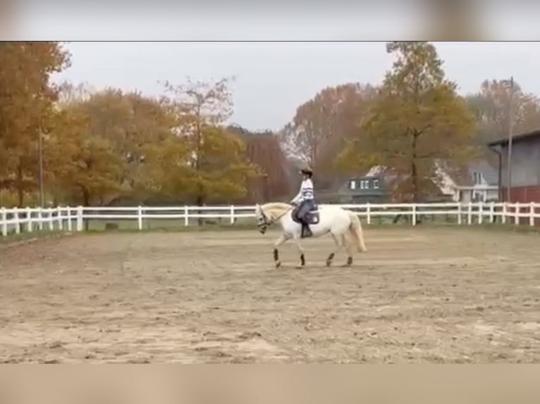 Connemara Giumenta 15 Anni 152 cm Grigio in Gütersloh