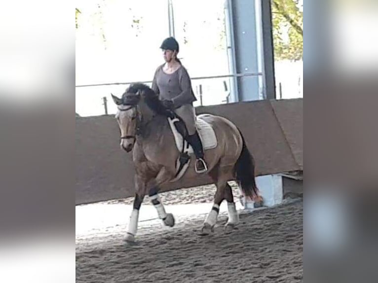 Connemara Mix Giumenta 15 Anni 152 cm Pelle di daino in Mannheim