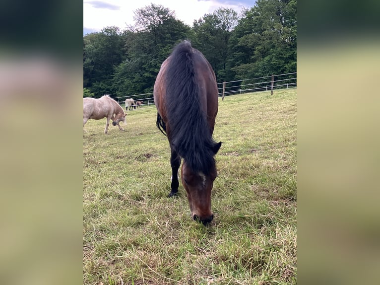 Connemara Mix Giumenta 16 Anni 120 cm Baio in Neunkirchen-Seelscheid